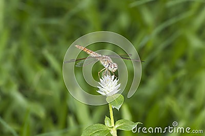 Dragonfly in flower Stock Photo