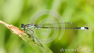 Dragonfly on flower macro view. Dragonfly profile. Dragonfly macro view. Dragonfly Stock Photo