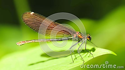 Dragonfly on flower macro view. Dragonfly profile. Dragonfly macro view. Dragonfly Stock Photo