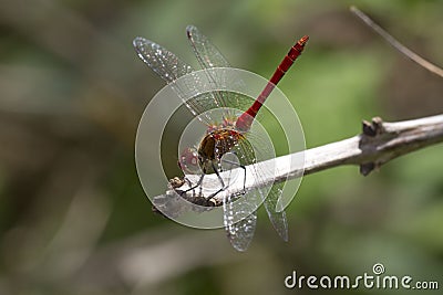 A dragonfly is a flying insect belonging to the infraorder Anisoptera below the order Odonata. Stock Photo