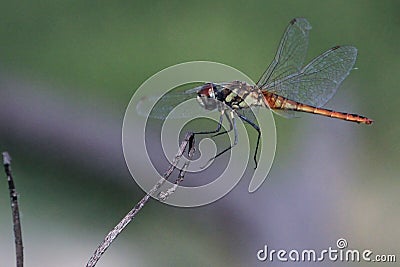 Dragonfly flying wings detail macro close up Stock Photo