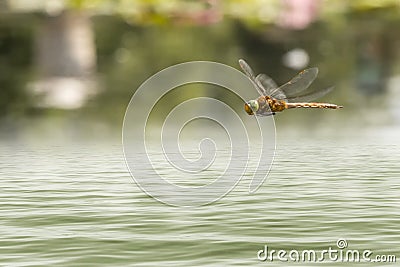 Dragonfly flying in a Zen garden Stock Photo