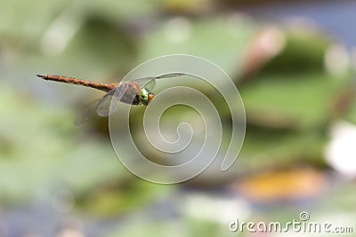 Dragonfly flying in a zen garden Stock Photo
