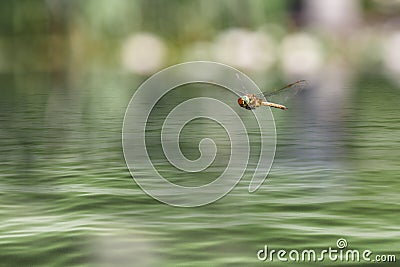 Dragonfly flying in a zen garden Stock Photo