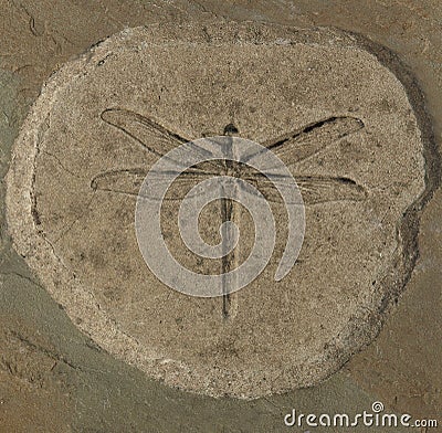 Dragonfly Fossil Stock Photo