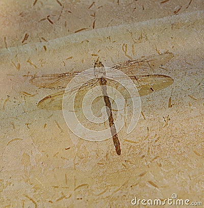 Dragonfly Fossil Stock Photo
