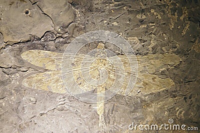 Dragonfly fossil Stock Photo