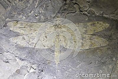 Dragonfly fossil Stock Photo