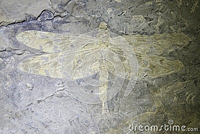 Dragonfly fossil Stock Photo