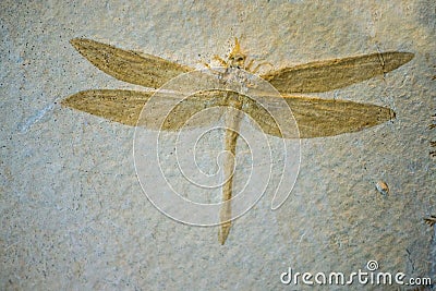 Dragonfly Fossil Stock Photo