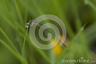 Dragonfly on a grass with dews Stock Photo
