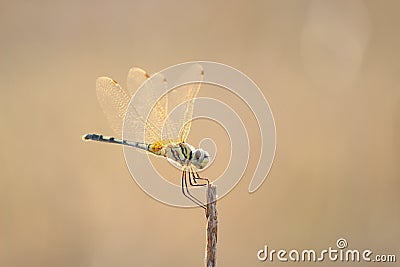 Dragonfly green tail orange wings on tip of a branch beauty Stock Photo
