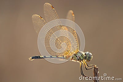 Dragonfly green tail orange wings on tip of a branch close up Stock Photo