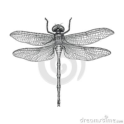 Dragonfly hand drawing vintage engraving illustration Vector Illustration