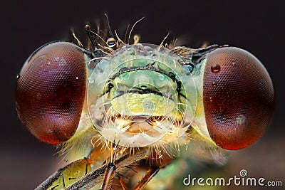 Dragonfly head extreme macro Stock Photo