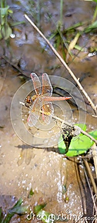 Dragonfly head short in background Indiana Stock Photo