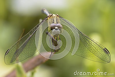 Dragonfly Stock Photo