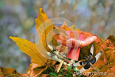 Dragonfly Hideaway Stock Photo