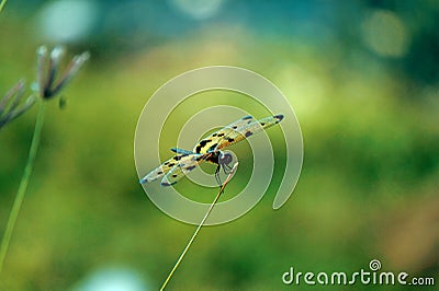 Dragonfly Stock Photo