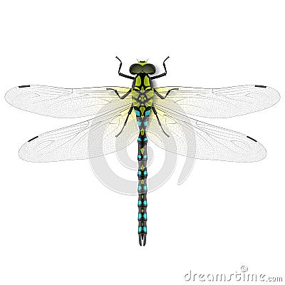 Dragonfly Vector Illustration