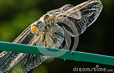 A Dragonfly Stock Photo