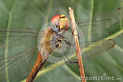 Dragonfly colorful close up waterdroplets Stock Photo