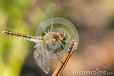 Dragonfly insect branch Stock Photo
