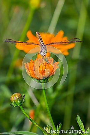 Dragonfly, insect on the cosmos flower Stock Photo