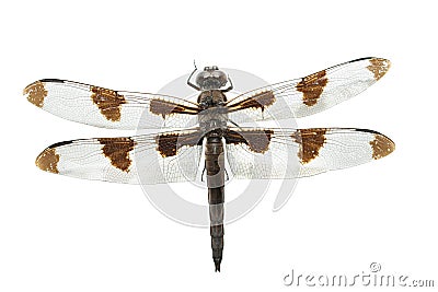 Dragonfly Isolted on White Stock Photo