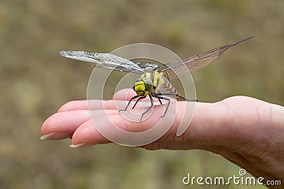 Dragonfly landed on the womans hand Stock Photo