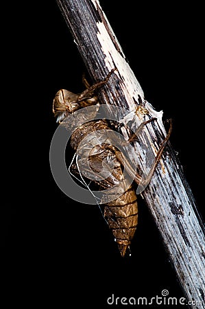 Dragonfly Larva case Stock Photo