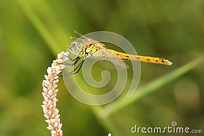 Dragonfly Stock Photo