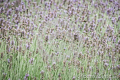 Dragonfly in lavender field Stock Photo