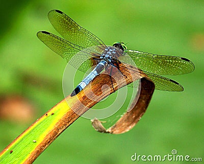 Dragonfly on leaf Stock Photo