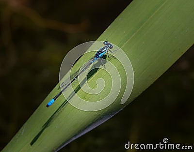 Startling blue dragonfly perches on a leaf Stock Photo