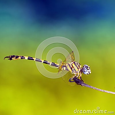 Dragonfly on leaf Stock Photo