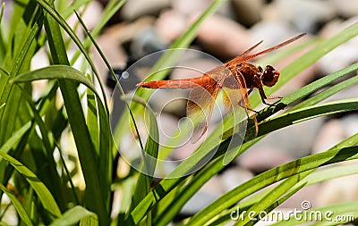 Dragonfly on leaf Stock Photo