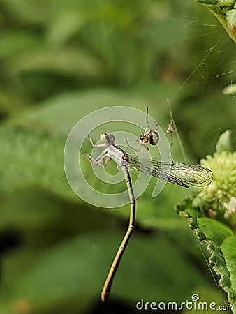 dragonfly on a leaf stuck in the spider web Stock Photo