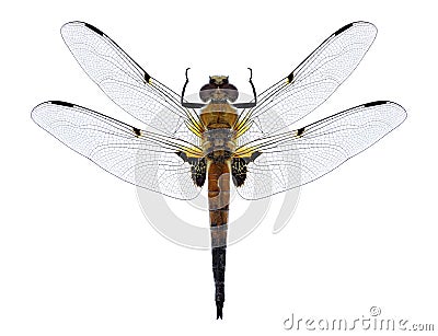 Dragonfly Libellula quadrimaculata four-spotted chaser male Stock Photo