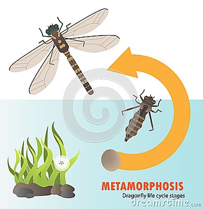 Dragonfly life cycle metamorphosis Vector Illustration