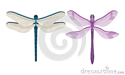 Dragonfly with Long Body and Transparent Wings Vector Set Vector Illustration