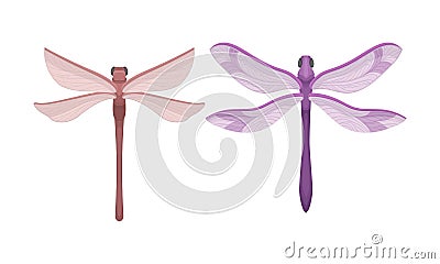 Dragonfly with Long Body and Transparent Wings Vector Set Vector Illustration
