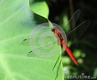 Dragonfly on Lotus Leaf Stock Photo