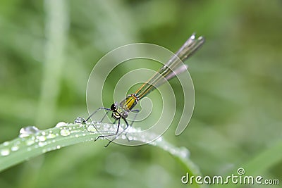 Dragonfly macro Stock Photo