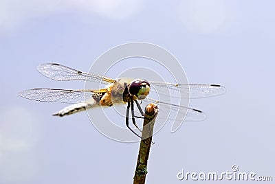 Dragonfly macro (Anaciaeschna isoceles) Stock Photo