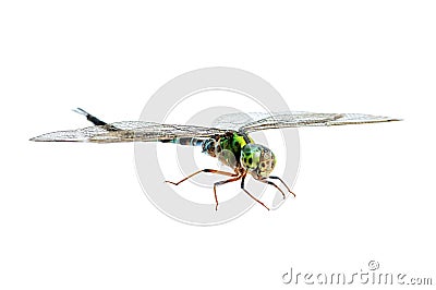 Dragonfly macro isolated Stock Photo