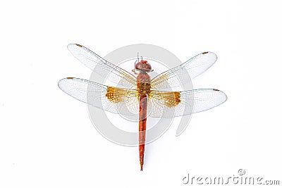 Dragonfly macro isolated on white background Stock Photo