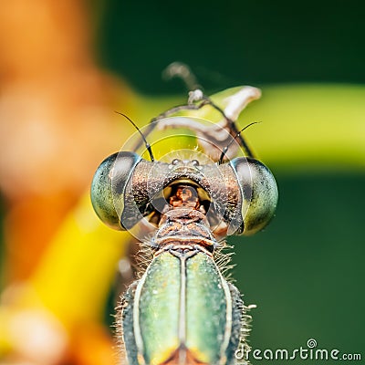 Dragonfly Macro Portrait Stock Photo