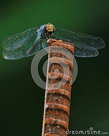 Dragonfly macros Stock Photo