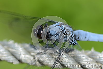 Dragonfly / Male Stock Photo